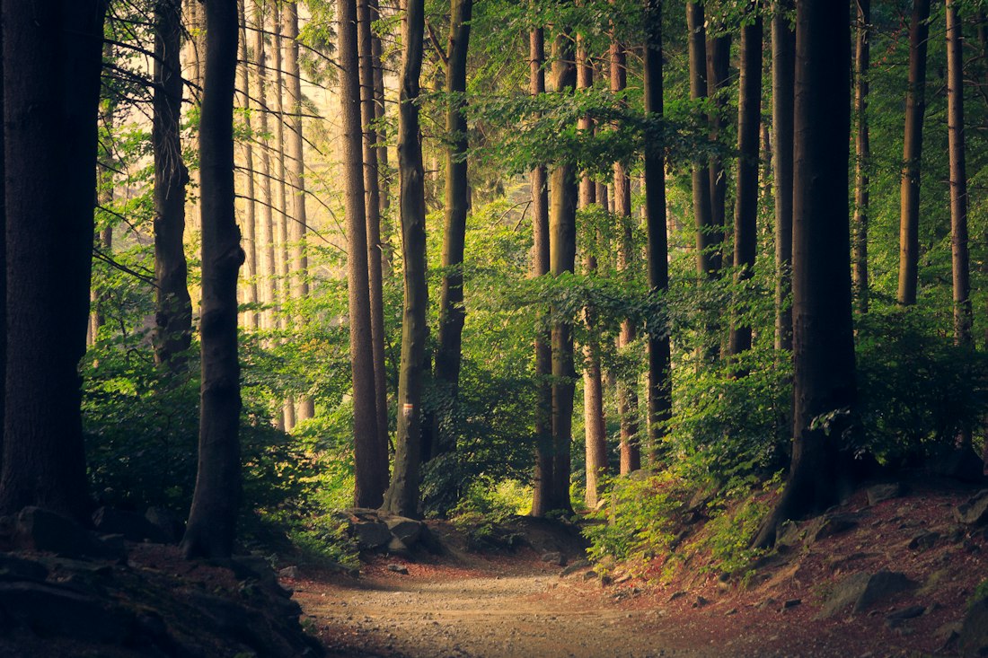Sunlight across a forest floor